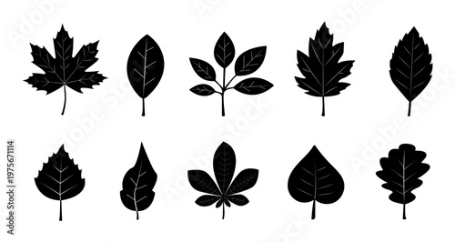 Different types of leaves arranged in a row showing variety in shapes and forms. Vector illustration