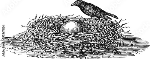 Black crow perched on bird's nest containing a single egg vintage ink drawing of nature scene with detailed feathers and woven twigs nest