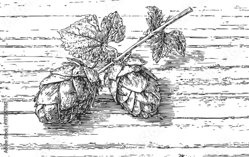Hand drawn hop cones and leaves on wooden surface botanical sketch of hop plant for brewing and herbal design