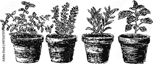 Herb plants in pots hand drawn botanical illustrations of basil, rosemary, sage, and mint