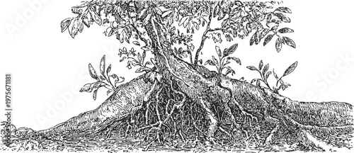 Detailed vintage engraving of tree roots with textured bark and surrounding branches and leaves