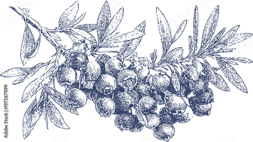 hand drawn botanical illustration of a blueberry branch with leaves and ripe berries in vintage