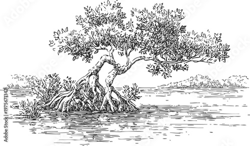 Mangrove tree with intricate roots growing in coastal water, detailed black and white botanical drawing