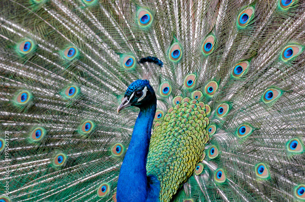 Fototapeta premium A beautiful peacock in a park