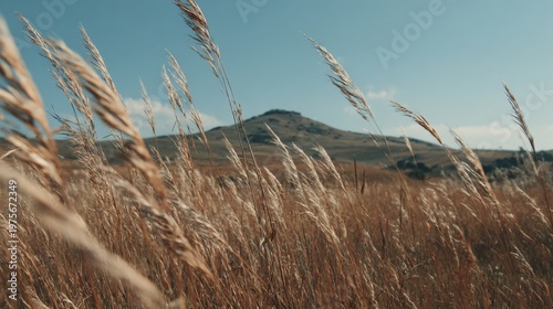 Golden Prairie Grass Swaying Gently in the Breeze Under a Clear Blue Sky with Distant Hill in the Background on a Sunny Day