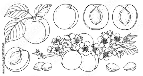 Hand Drawn Apricot Fruit Outline Vector Illustration Set