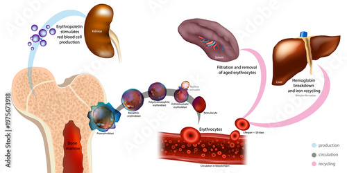 Red Blood Cell Lifecycle Diagram Erythropoiesis, Circulation, and Hemoglobin Recycling with Erythropoietin Regulation. Lifecycle with Bone Marrow Production, Spleen Filtration and Liver Recycling