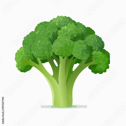 Single green broccoli head with thick stem is isolated on a bright white background for nutritional health.