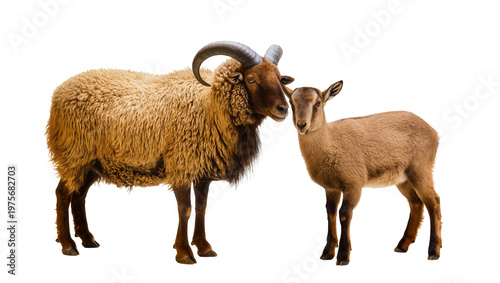 Foto Adult ram with large curved horns and young goat, isolated on transparent backgr