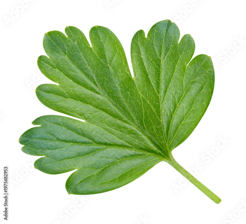 Gooseberry leaf isolated on white background