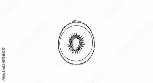 Detailed outline of a fuzzy kiwi fruit cross-section with visible seeds