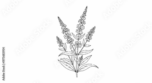 Detailed sketch of a flowering plant with spikes of small blossoms