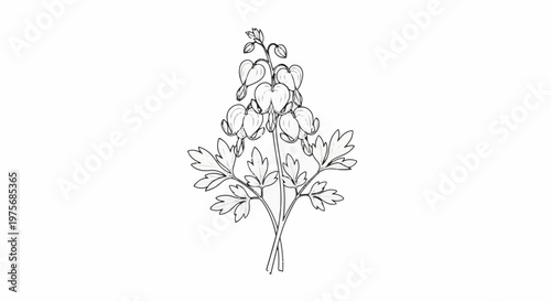 Delicate outline sketch of a bleeding heart flower branch