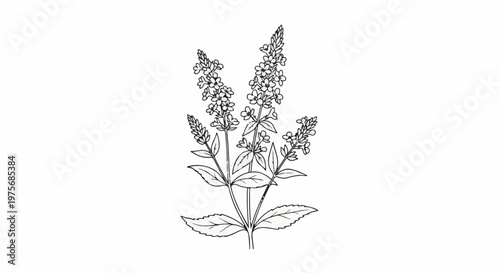 Delicate outline sketch of a flowering plant with tall spiky blooms and leaves