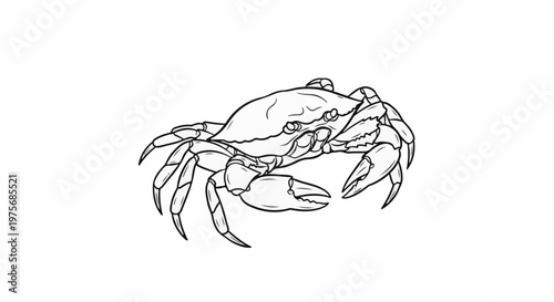 Detailed black and white line drawing of a crab