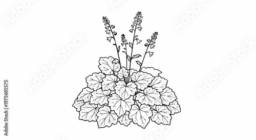Detailed black and white line drawing of a flowering plant with rounded leaves