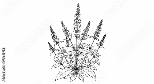 Detailed black and white sketch of a flowering plant with multiple spiky blooms and broad leaves