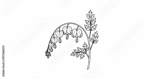 Delicate sketch of heart-shaped flowers drooping from a curved stem