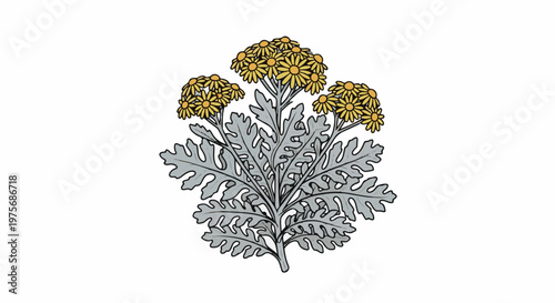 Delicate illustration of yellow daisy-like flowers with silver-grey, deeply lobed leaves