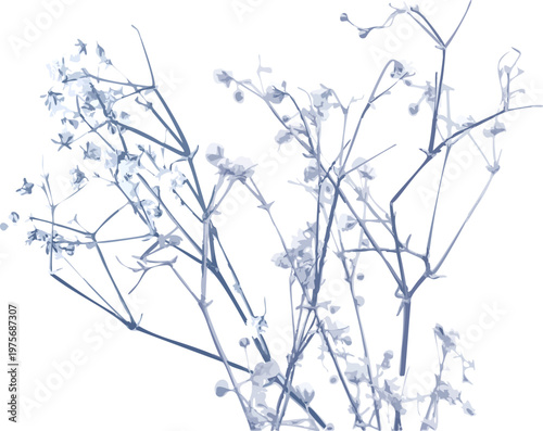 Wildflowers Cyanotype