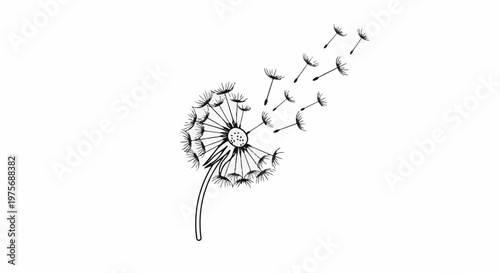 Delicate black ink sketch of a dandelion seed head dispersing seeds