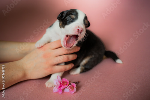 Cute Australian Shepherd puppy resting on a soft pink blanket