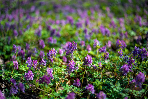 First spring flowers in a forest