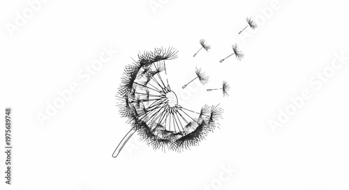 Delicate dandelion seeds carried by the wind, white background