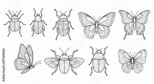 Detailed line art illustrations of various insects including beetles and butterflies
