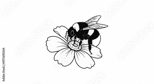 Detailed line drawing of a bumblebee collecting nectar from a flower