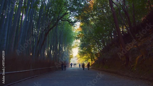 早朝の嵐山の竹林の朝日