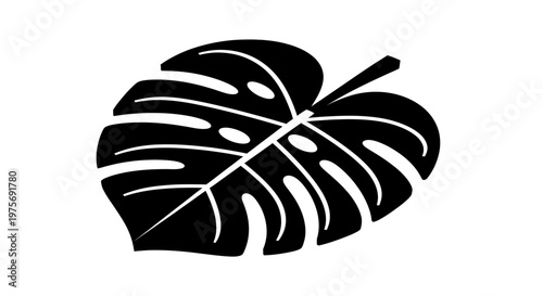 Large Monstera Leaf Closeup View.