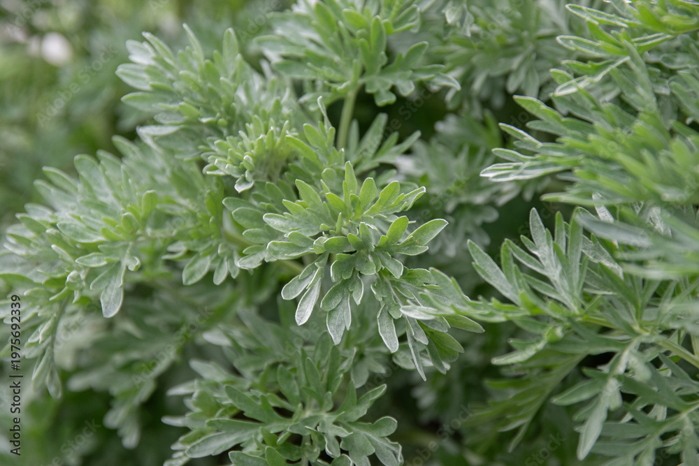 Naklejka premium Gros plan sur des feuilles d'absinthe