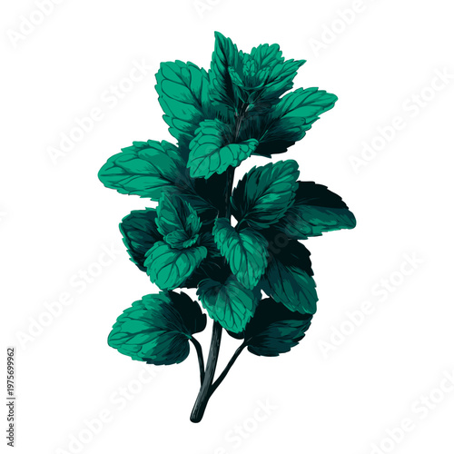 Realistic drawing of a green mint plant with textured leaves, hand-drawn style on white background, concept of culinary and herbal freshness