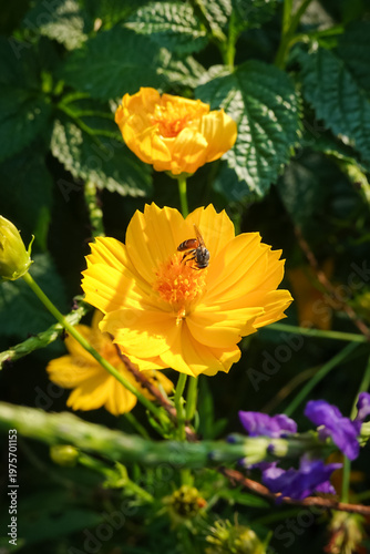 A bee cleaning nectar from a bright yellow flower surrounded by colorful blooms in a natural garden. Concept of pollination, biodiversity, and ecosystems