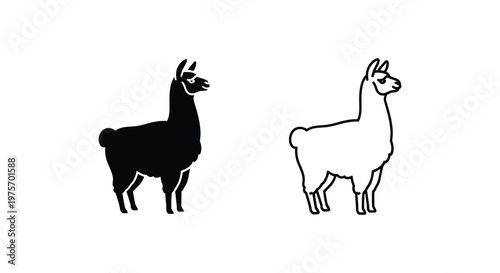 Llamas Comparison Guide Black vs White Llama Facts Vector