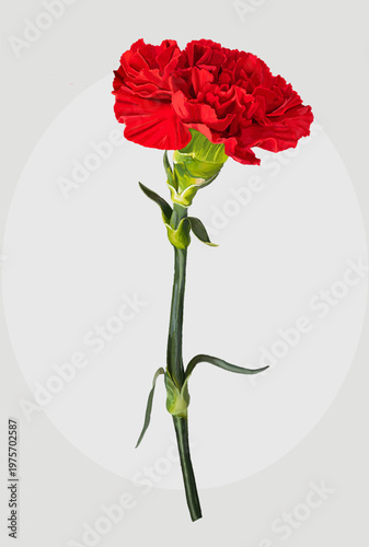 Red carnation and leaf. Vector illustration.
