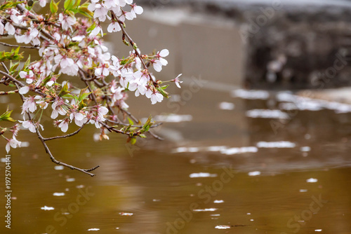 Close up of delicate pink cherry blossom flowers on a branch over calm water. Spring floral background with fallen petals floating on the surface during a rainy day.