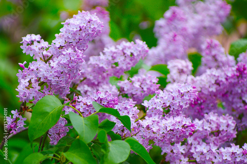 Lilac blossoming branches, Selective focus