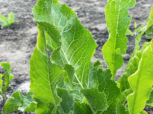 Tableau sur toile Vibrant Green Horseradish Plant Leaves