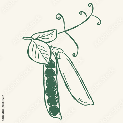 Green pea pod with leaves in organic vegetable sketch illustration