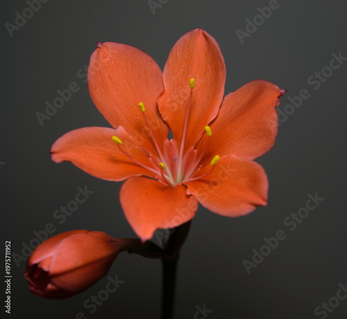 Vibrant orange flower blossom with unopened bud against a dark background.