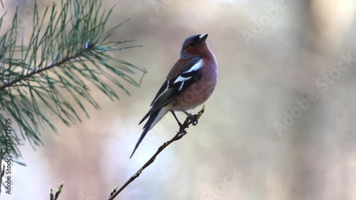 Male Common chaffinch (Fringilla coelebs) singing with an open beak on a branch. Vocalizing bird, open beak, spring forest, sunny day, copy space, songbird, wildlife video, real-time, sharp focus