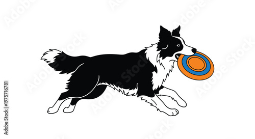 A border collie playfully runs with a colorful frisbee in its mouth