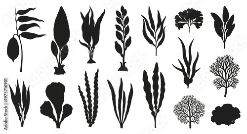 Seaweed silhouette vector set, 16 black underwater plant icons, marine kelp and algae botanical elements for ocean design