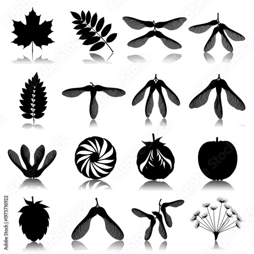 Black botanical silhouettes of leaves and seeds, collection of 16 nature elements, maple leaf and samara seed pods vector set