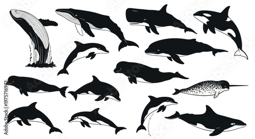 Hand drawn whale and dolphin vector set, black and white marine mammal illustrations, collection of aquatic sea creatures for educational design