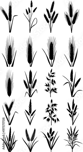 Black wheat silhouettes collection, 20 cereal grain stalks vector set, organic barley and rye ear icons, agricultural plant elements for bakery branding