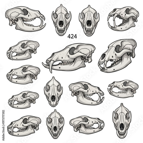 Vintage animal skull illustrations, 14 predator bone sketches in vector format, anatomical wildlife cranium set for scientific study