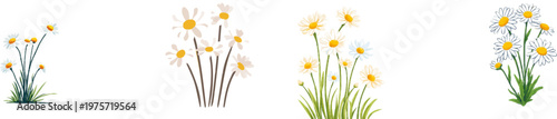 A small group of white and yellow daisies bloom in a minimalist, flat design with sharp contours and pure white background, optimized for high precision vector auto tracing